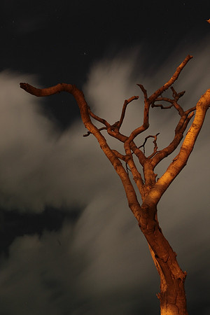Joshua Tree #54