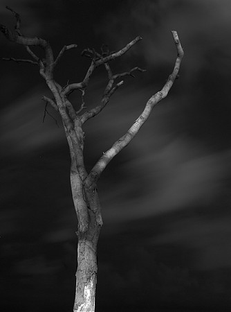 Joshua Tree