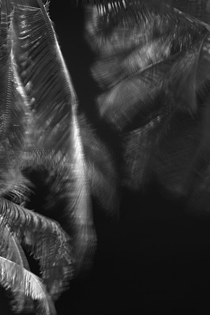 palm tree 64