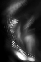 wheat bran #145